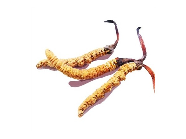 可用于保健食品的真菌菌種詳解