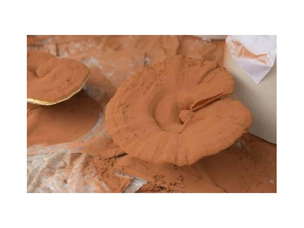 來月經可以吃靈芝孢子粉嗎？