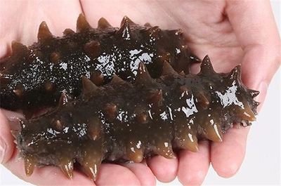 海參：營養價值豐富的海洋珍品