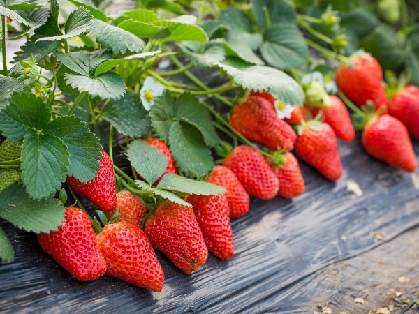 女性不想衰老，就應(yīng)該多吃這幾種食物