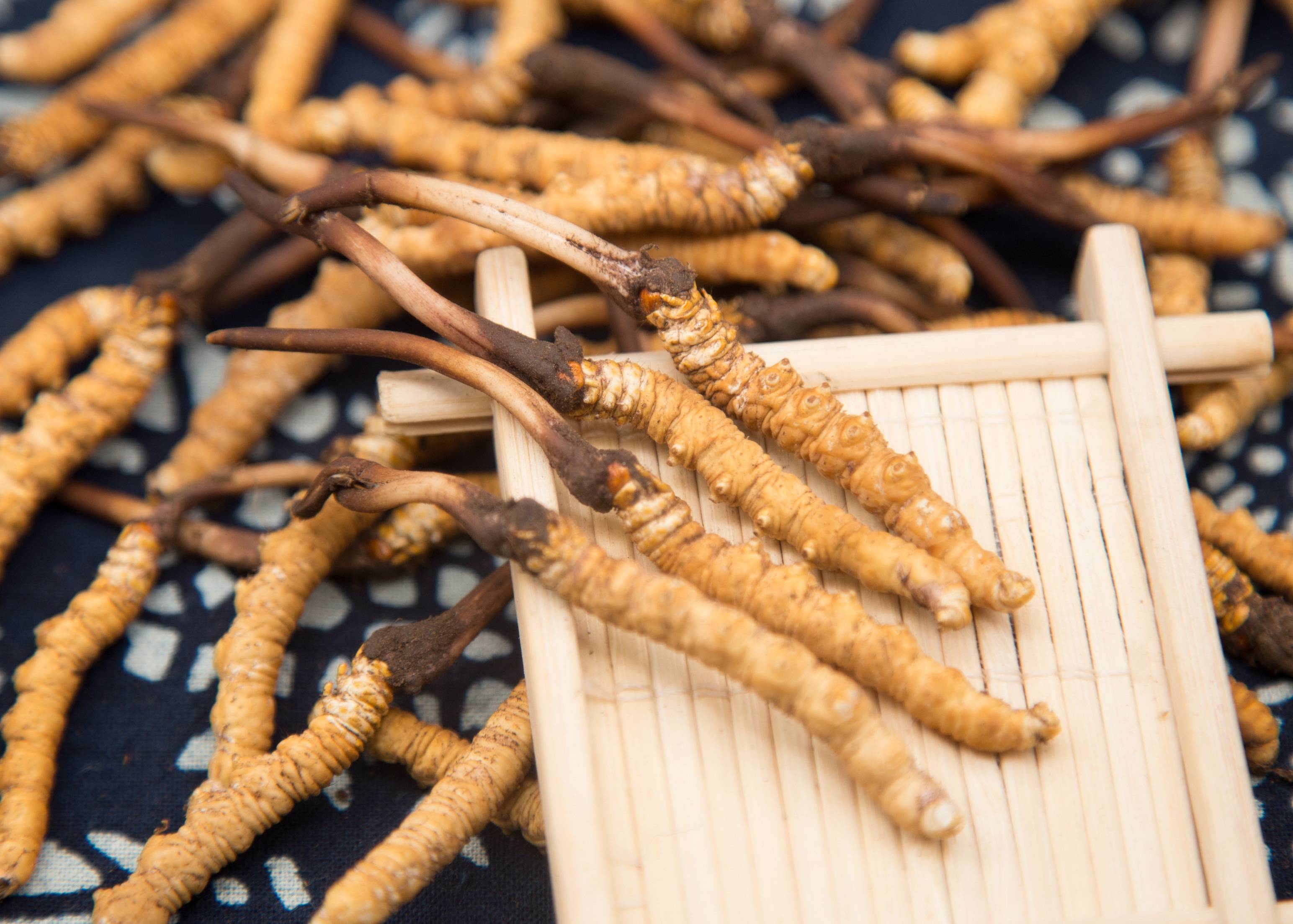 什么人群適合吃蟲草？