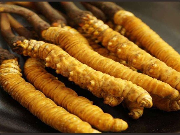 冬蟲夏草不適合濕熱體質的人