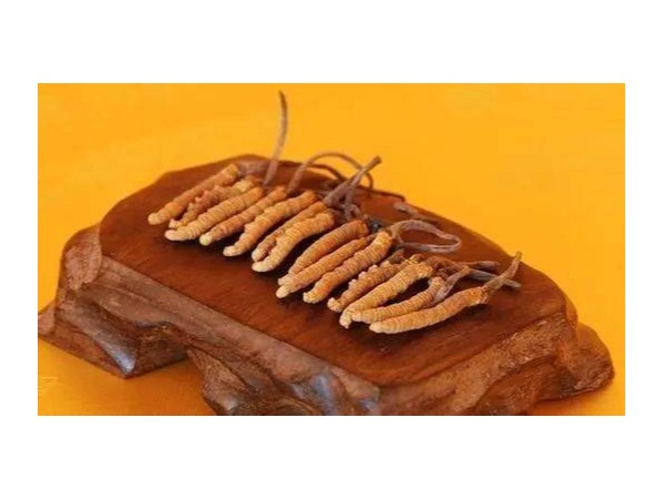 為什么冬蟲夏草是提高免疫力的王者？