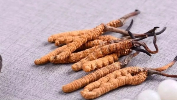 冬蟲夏草菌絲體養(yǎng)肺護(hù)肺，保護(hù)我們?nèi)梭w的第一道防線