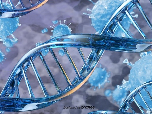 硒元素與人體器官的關系