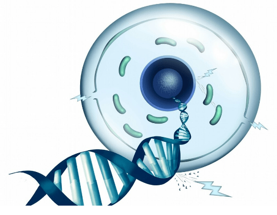 保健食品輔酶Q10對人體的好處有很多，這幾點要了解