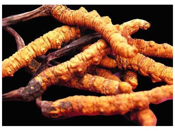 蝙蝠蛾擬青霉分類地位得到確認