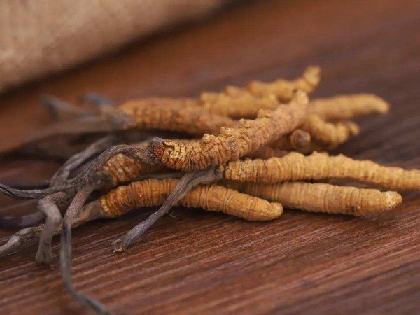 冬季進補冬蟲夏草不可亂吃